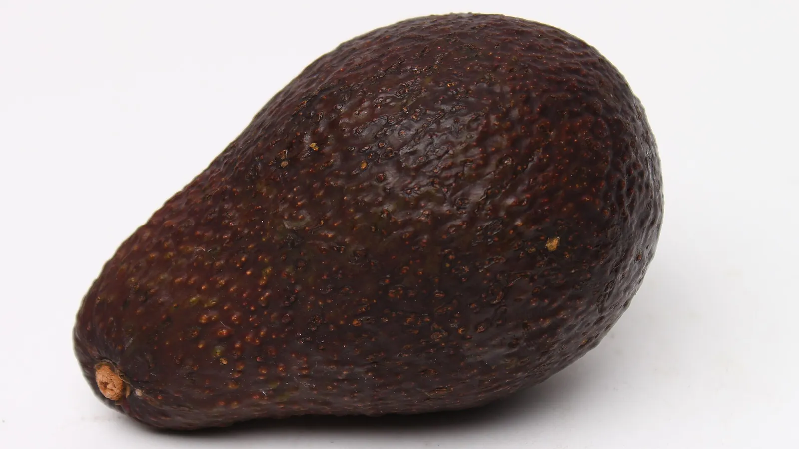 Single dark Hass avocado on a white background with the small stem nub visible