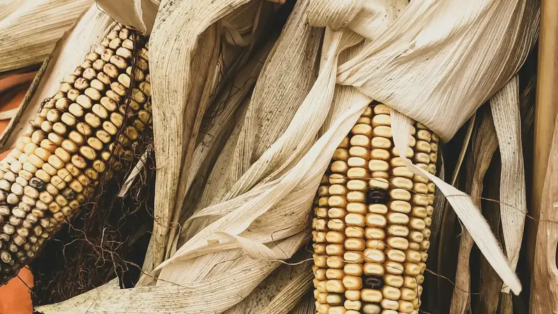 Close-up of a yellow ear of corn on the cob with plump, glossy kernels