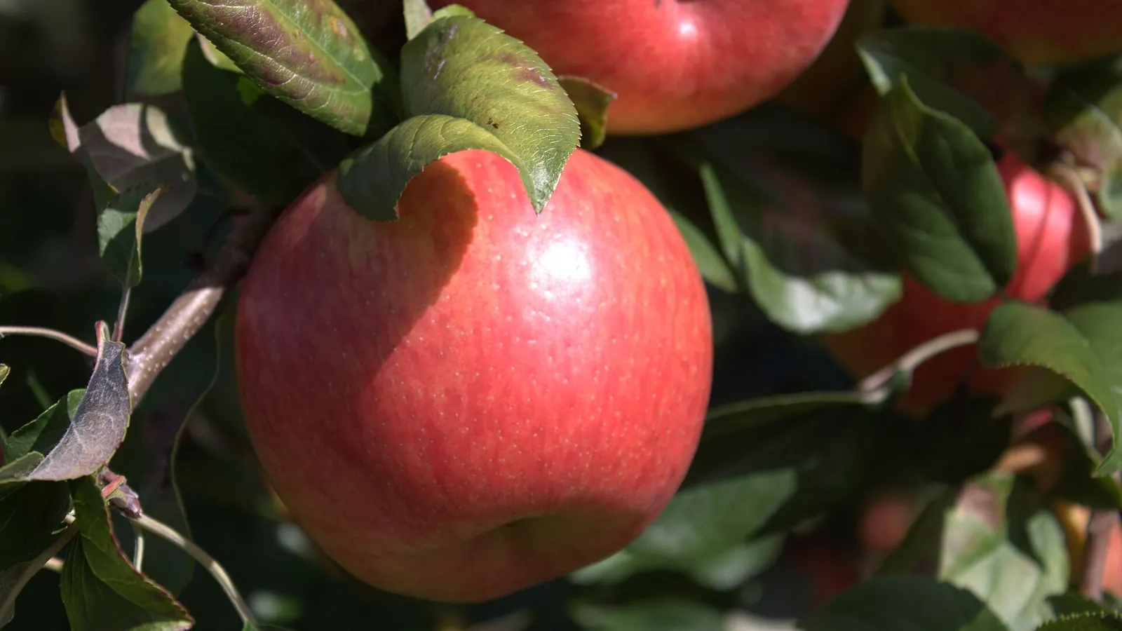 Red Honeycrisp apple with a yellow background showing through, hanging among green leaves