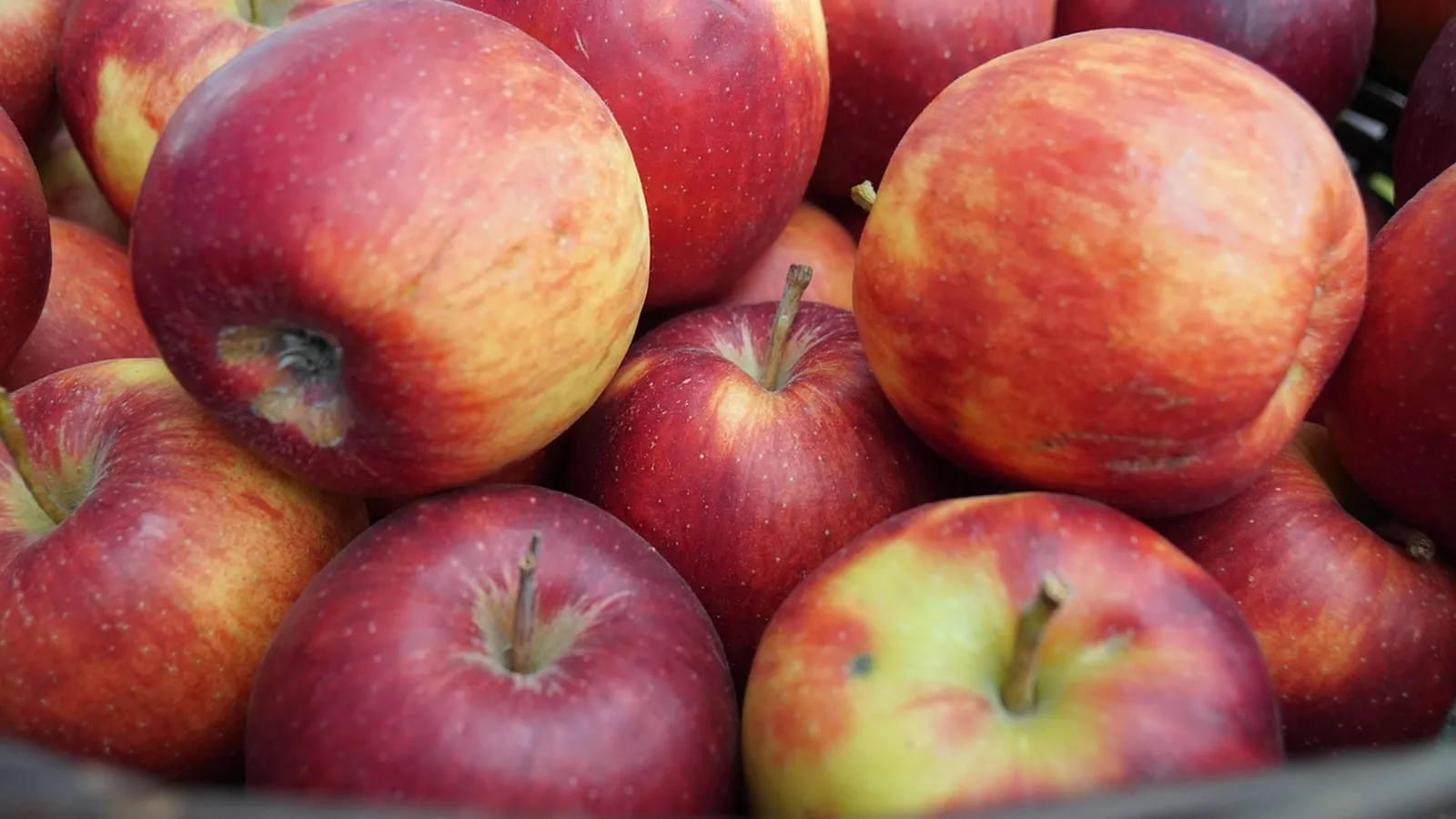 Close view of shiny red and yellow apples piled together with smooth unbruised skins