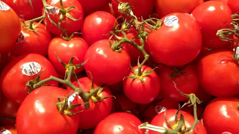 Pile of red tomatoes still on green vines at a grocery store display