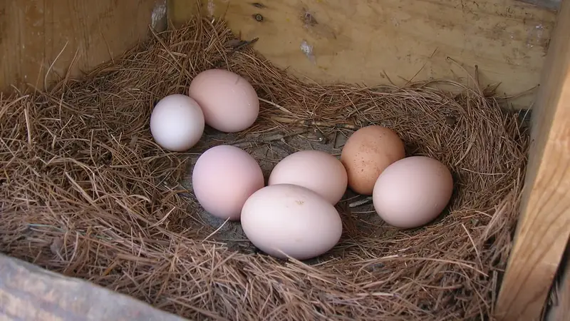 Brown and white fresh eggs resting in a straw nest box, the kind you might check with an egg float test
