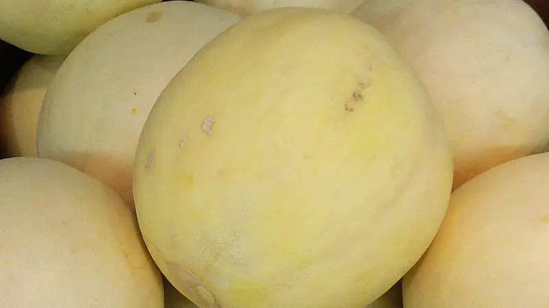 Smooth honeydew melons in a crate, the front one with a creamy yellow rind and a faint waxy sheen
