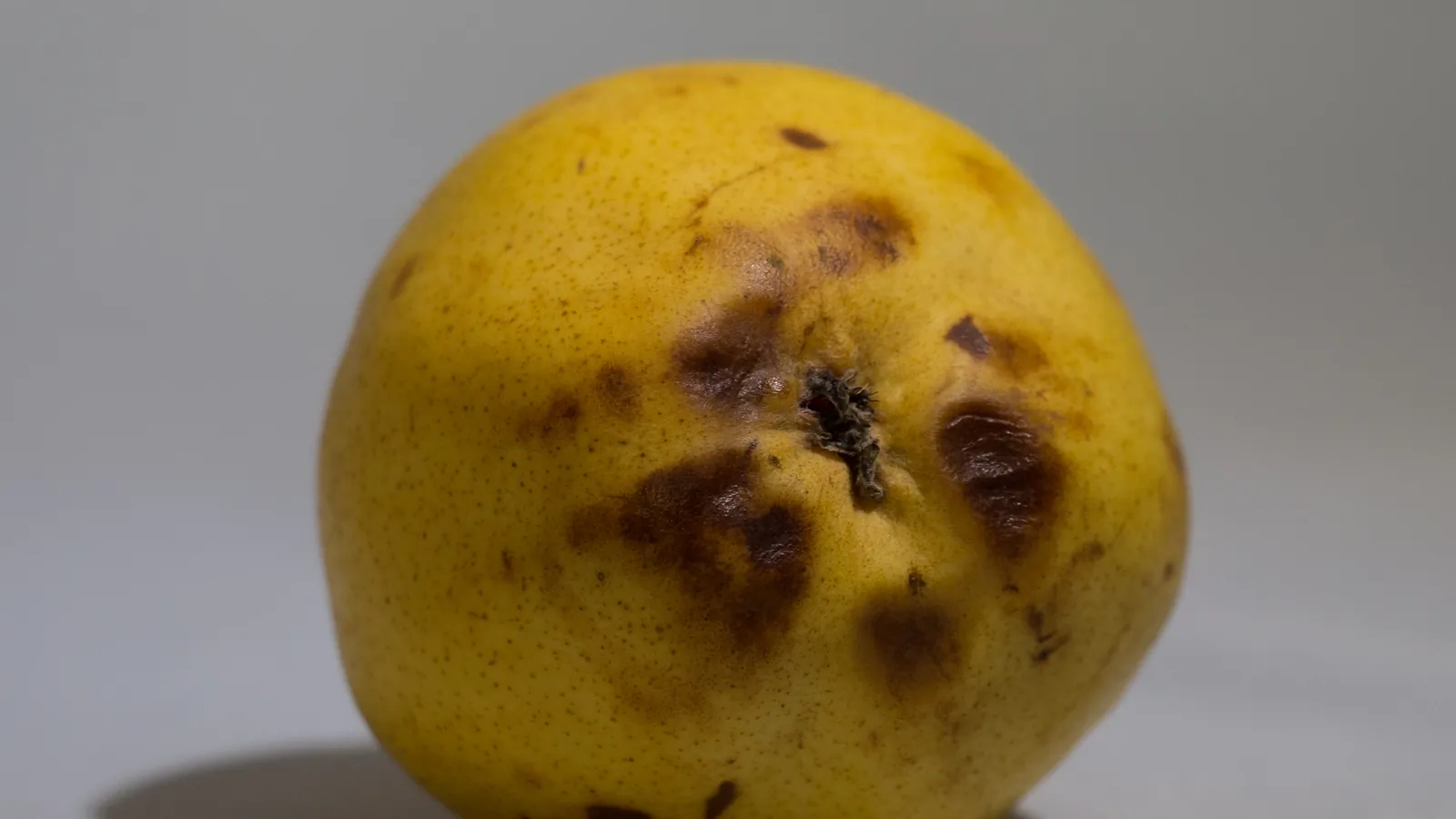 Yellow Bartlett pear with brown bruised soft spots around the blossom end