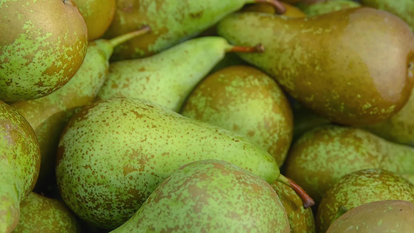 Pile of long necked green pears with russet speckles at a market
