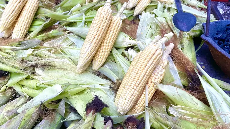 Pile of sweet corn at a market stall, some ears in green husks with brown silk tips