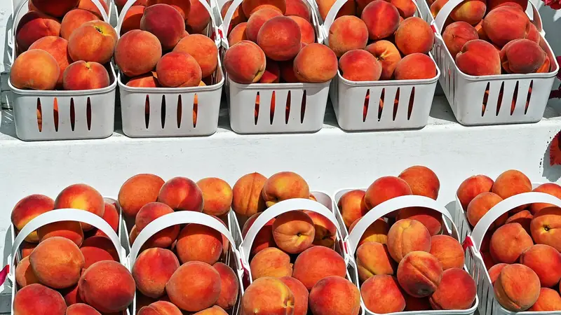 Rows of white baskets filled with ripe peaches on a sunny farm stand shelf