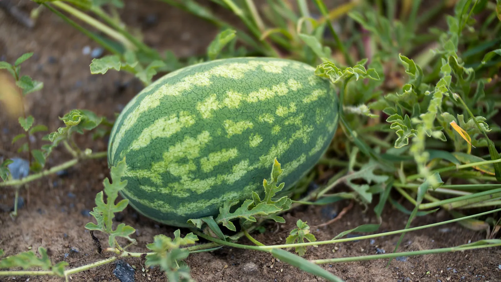 Young striped watermelon resting on dry soil among green vines