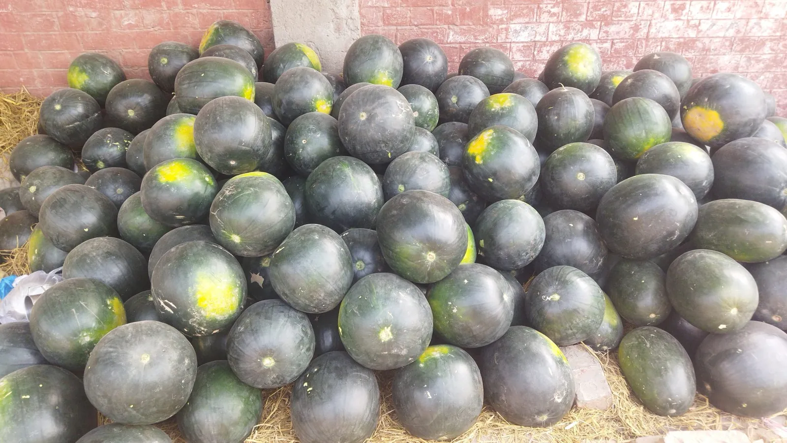 Dark green watermelons piled on straw, several showing yellow field spots
