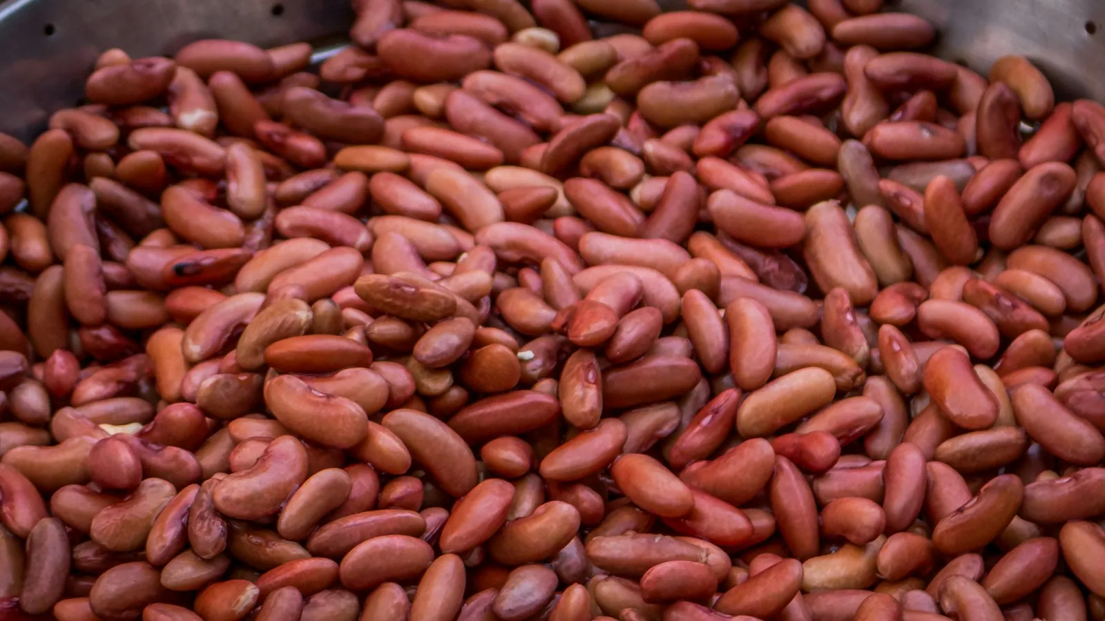A pile of dried red kidney beans with glossy dark red skins