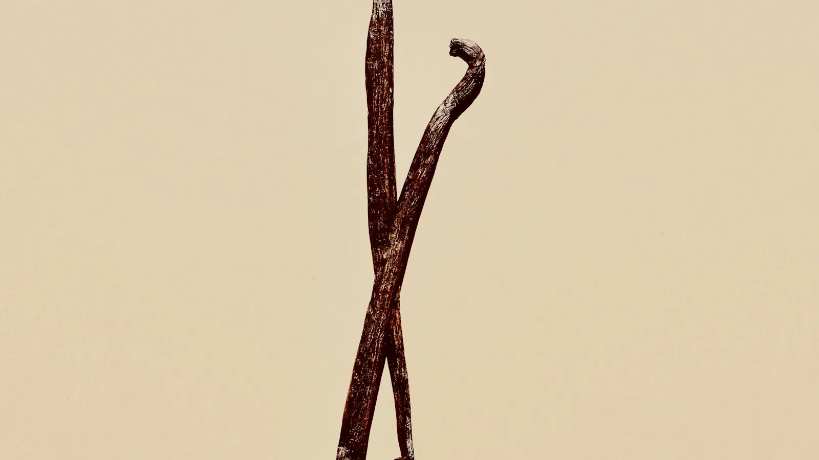 Single dried vanilla bean lying on a bright yellow background